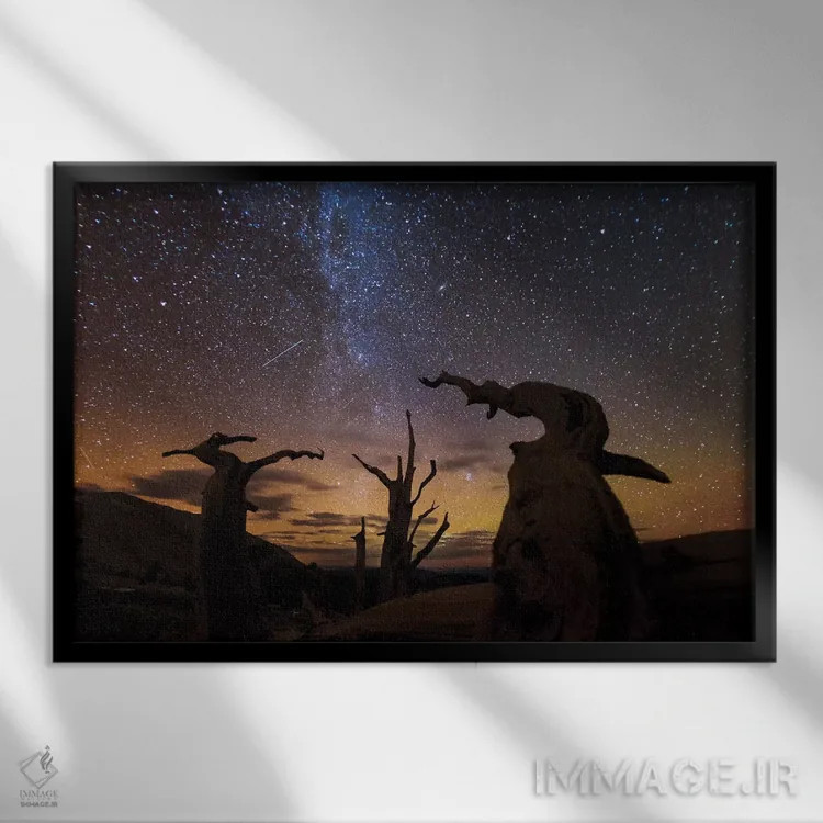 تابلو Ancient Bristlecone Pine Forest, White Mountains, California,درخت کاج بریستلکون، جنگل باستانی بریستلکون، کوهستانهای سفید، کالیفرنیا اثر آرت وولف (عکاس حیات وحش آمریکایی) - نمای قابدار مشکی