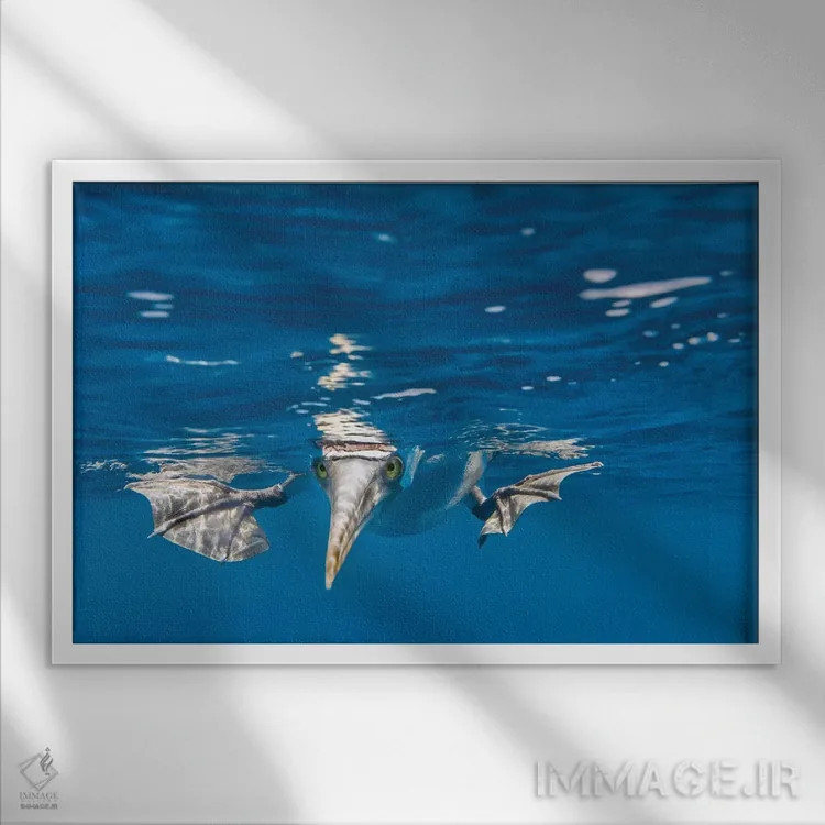 تابلو Galapagos Islands,بومی پاآبی، جزایر گالاپاگوس (نوعی پرنده) اثر آرت وولف (عکاس حیات وحش آمریکایی) - نمای قابدار سفید