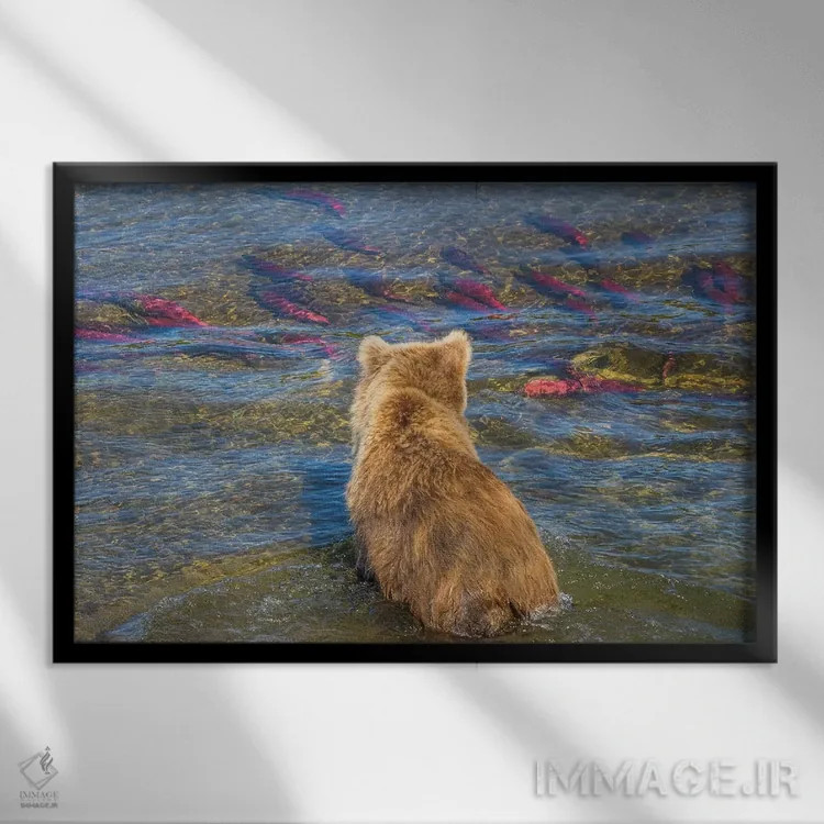 تابلو Katmai National Park, Alaska, USA,خرس قهوهای در حال ماهیگیری در آب کمعمق، پارک ملی کتمای، آلاسکا، آمریکا اثر آرت وولف (عکاس حیات وحش آمریکایی) - نمای قابدار مشکی
