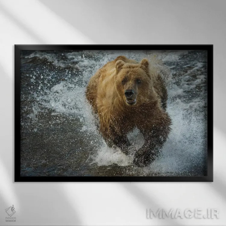 تابلو Katmai National Park, Alaska, USA,خرس قهوهای در حال ماهیگیری، پارک ملی کتمای، آلاسکا، آمریکا اثر آرت وولف (عکاس حیات وحش آمریکایی) - نمای قابدار مشکی