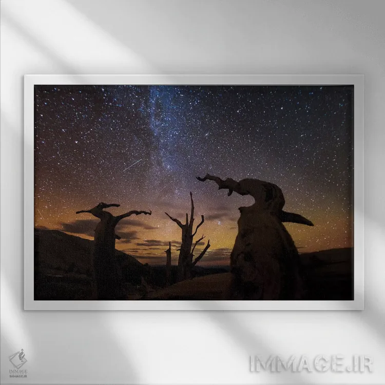 تابلو Ancient Bristlecone Pine Forest, White Mountains, California,درخت کاج بریستلکون، جنگل باستانی بریستلکون، کوهستانهای سفید، کالیفرنیا اثر آرت وولف (عکاس حیات وحش آمریکایی) - نمای قابدار سفید