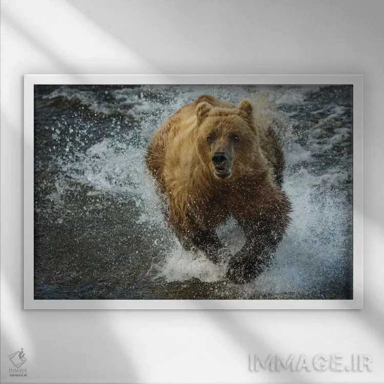 تابلو Katmai National Park, Alaska, USA,خرس قهوهای در حال ماهیگیری، پارک ملی کتمای، آلاسکا، آمریکا اثر آرت وولف (عکاس حیات وحش آمریکایی) - نمای قابدار سفید