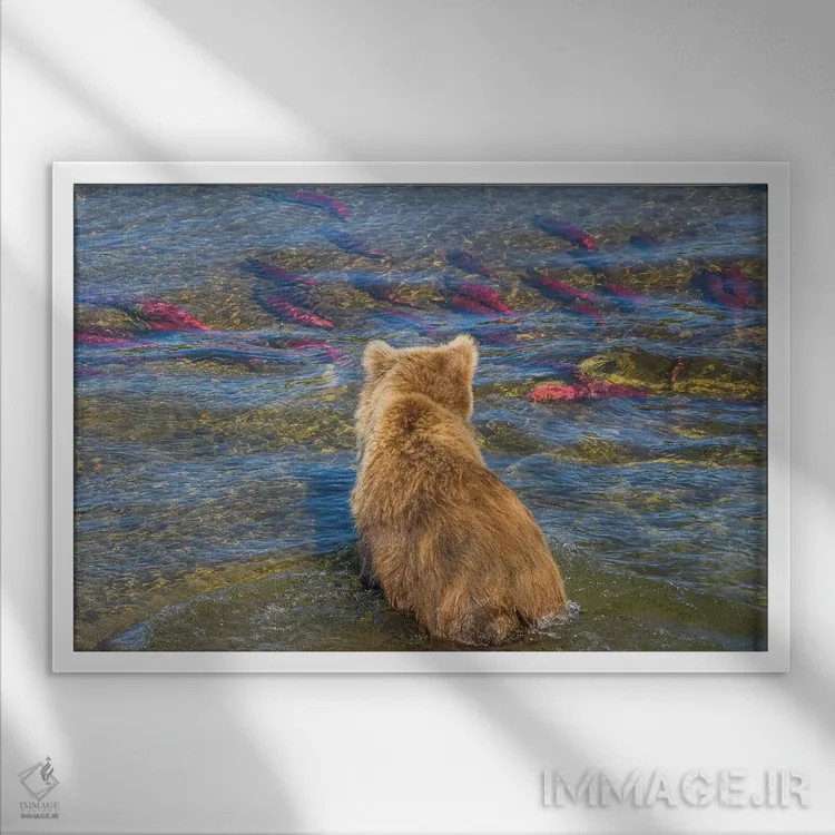 تابلو Katmai National Park, Alaska, USA,خرس قهوهای در حال ماهیگیری در آب کمعمق، پارک ملی کتمای، آلاسکا، آمریکا اثر آرت وولف (عکاس حیات وحش آمریکایی) - نمای قابدار سفید