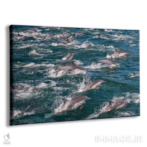 تابلو Sea of Cortez, Baja California, Mexico,دلفینهای نوکدراز معمولی، دریای کورتز، باخا کالیفرنیا، مکزیک اثر آرت وولف (عکاس حیات وحش آمریکایی) - نمای پرسپکتیو محصول