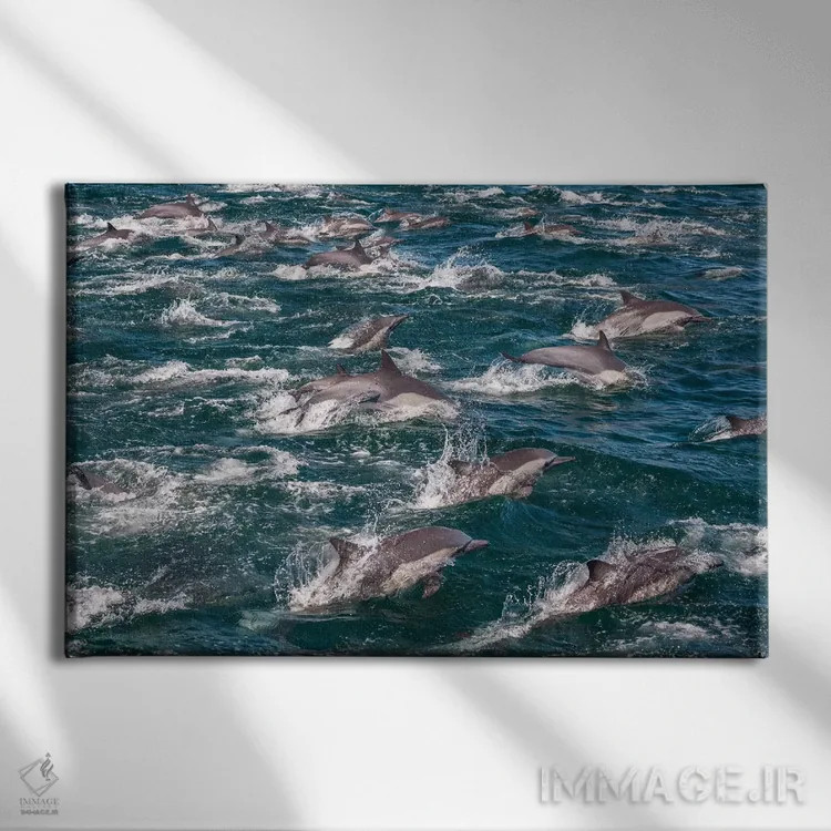 تابلو Sea of Cortez, Baja California, Mexico,دلفینهای نوکدراز معمولی، دریای کورتز، باخا کالیفرنیا، مکزیک اثر آرت وولف (عکاس حیات وحش آمریکایی) - نمای روبهرو روی دیوار