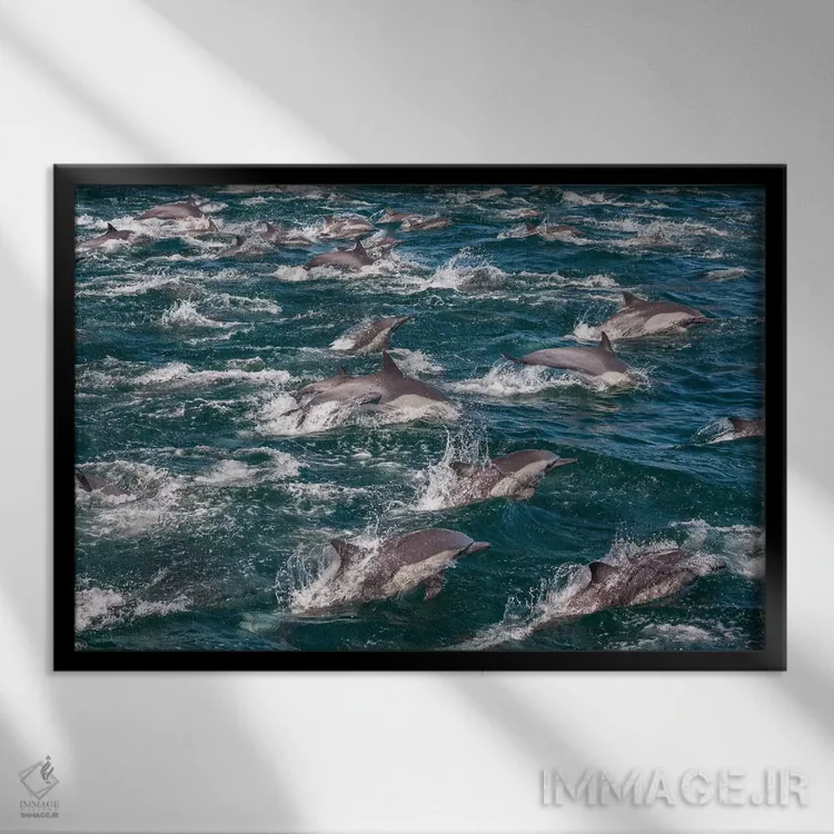 تابلو Sea of Cortez, Baja California, Mexico,دلفینهای نوکدراز معمولی، دریای کورتز، باخا کالیفرنیا، مکزیک اثر آرت وولف (عکاس حیات وحش آمریکایی) - نمای قابدار مشکی
