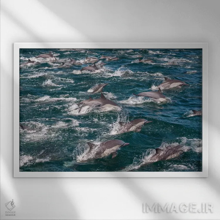 تابلو Sea of Cortez, Baja California, Mexico,دلفینهای نوکدراز معمولی، دریای کورتز، باخا کالیفرنیا، مکزیک اثر آرت وولف (عکاس حیات وحش آمریکایی) - نمای قابدار سفید