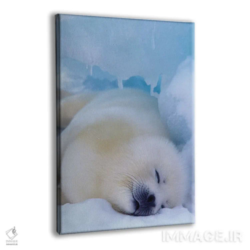 تابلو North America, Canada, Quebec, Iles De La Madeleine,فک هارپ، آمریکای شمالی، کانادا، کبک، جزایر د لا مادلین اثر آرت وولف (عکاس حیات وحش آمریکایی) - نمای پرسپکتیو محصول