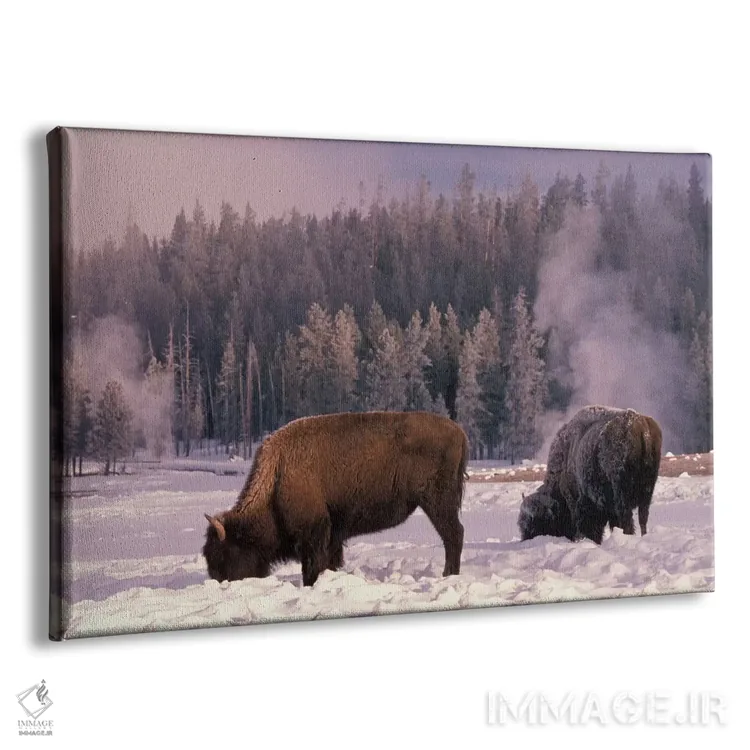 تابلو Yellowstone National Park, Wyoming, USA,گاومیش آمریکایی در حال جستجو در زمستان، پارک ملی یلواستون، وایومینگ، آمریکا اثر آرت وولف (عکاس حیات وحش آمریکایی) - نمای پرسپکتیو محصول