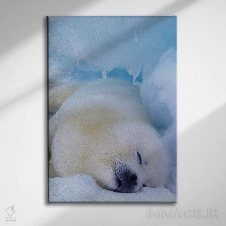 تابلو North America, Canada, Quebec, Iles De La Madeleine,فک هارپ، آمریکای شمالی، کانادا، کبک، جزایر د لا مادلین اثر آرت وولف (عکاس حیات وحش آمریکایی) - نمای روبهرو روی دیوار