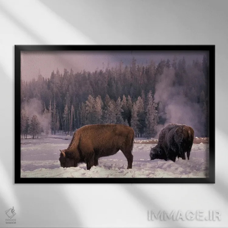 تابلو Yellowstone National Park, Wyoming, USA,گاومیش آمریکایی در حال جستجو در زمستان، پارک ملی یلواستون، وایومینگ، آمریکا اثر آرت وولف (عکاس حیات وحش آمریکایی) - نمای قابدار مشکی