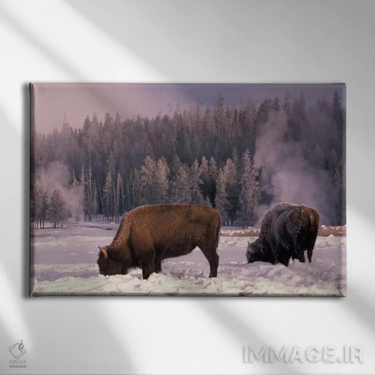 تابلو Yellowstone National Park, Wyoming, USA,گاومیش آمریکایی در حال جستجو در زمستان، پارک ملی یلواستون، وایومینگ، آمریکا اثر آرت وولف (عکاس حیات وحش آمریکایی) - نمای روبهرو روی دیوار