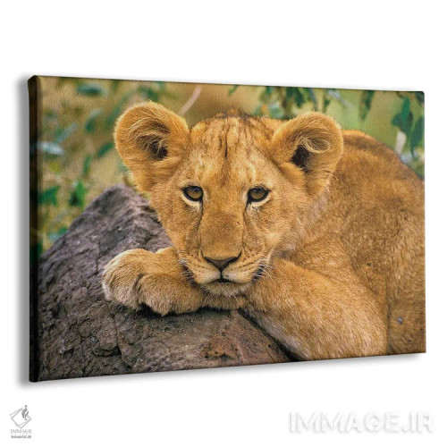 تابلو Africa, Kenya,پرترهٔ شیر، آفریقا، کنیا اثر آرت وولف (عکاس حیات وحش آمریکایی) - نمای پرسپکتیو محصول