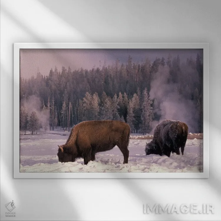 تابلو Yellowstone National Park, Wyoming, USA,گاومیش آمریکایی در حال جستجو در زمستان، پارک ملی یلواستون، وایومینگ، آمریکا اثر آرت وولف (عکاس حیات وحش آمریکایی) - نمای قابدار سفید