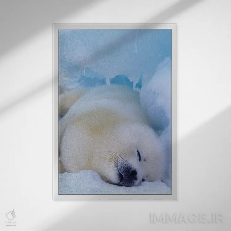 تابلو North America, Canada, Quebec, Iles De La Madeleine,فک هارپ، آمریکای شمالی، کانادا، کبک، جزایر د لا مادلین اثر آرت وولف (عکاس حیات وحش آمریکایی) - نمای قابدار سفید