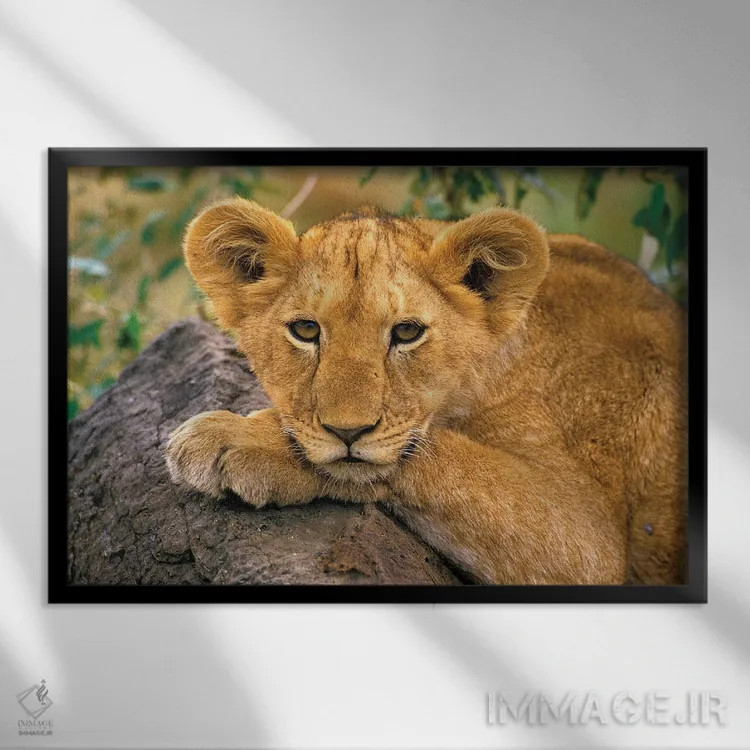 تابلو Africa, Kenya,پرترهٔ شیر، آفریقا، کنیا اثر آرت وولف (عکاس حیات وحش آمریکایی) - نمای قابدار مشکی