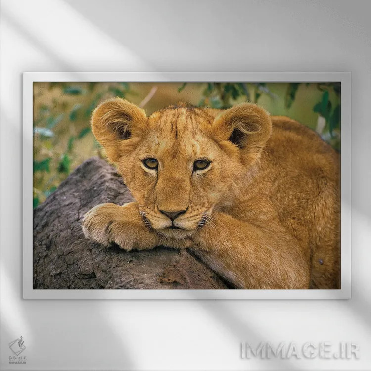 تابلو Africa, Kenya,پرترهٔ شیر، آفریقا، کنیا اثر آرت وولف (عکاس حیات وحش آمریکایی) - نمای قابدار سفید