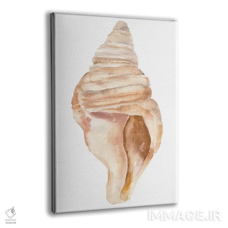 تابلو صدف دریایی II اثر آنی وارن - نمای پرسپکتیو محصول