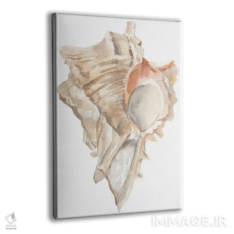 تابلو صدف دریایی IV اثر آنی وارن - نمای پرسپکتیو محصول