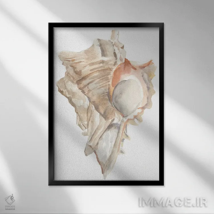 تابلو صدف دریایی IV اثر آنی وارن - نمای قابدار مشکی