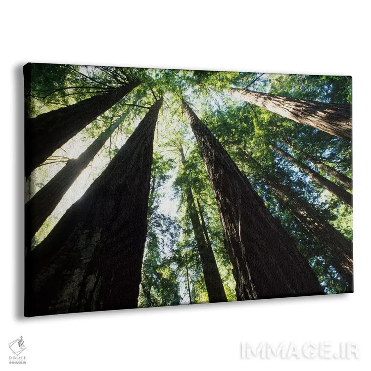 تابلو درختان سرخچوب کهنسال ساحلی، پارک ملی مویر وودز، منطقه تفریحی گلدن گیت، مارین کانتی، کالیفرنیا، آمریکا اثر بیل باخمن - نمای پرسپکتیو محصول