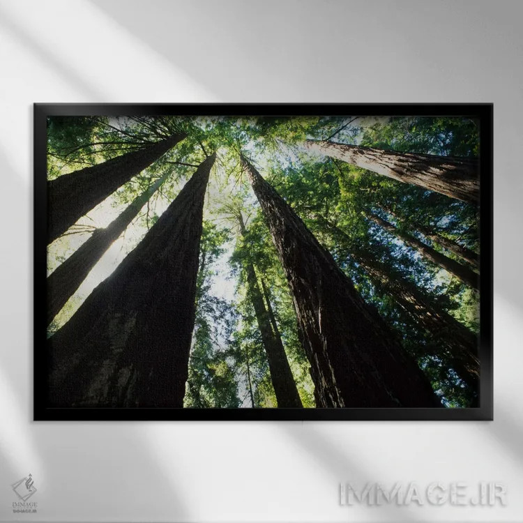 تابلو درختان سرخچوب کهنسال ساحلی، پارک ملی مویر وودز، منطقه تفریحی گلدن گیت، مارین کانتی، کالیفرنیا، آمریکا اثر بیل باخمن - نمای قابدار مشکی