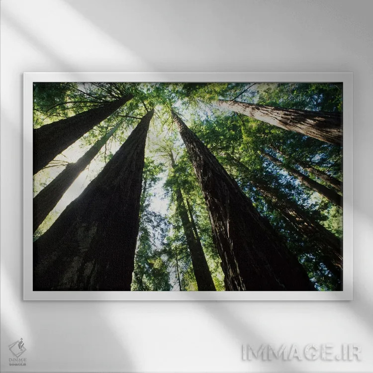 تابلو درختان سرخچوب کهنسال ساحلی، پارک ملی مویر وودز، منطقه تفریحی گلدن گیت، مارین کانتی، کالیفرنیا، آمریکا اثر بیل باخمن - نمای قابدار سفید