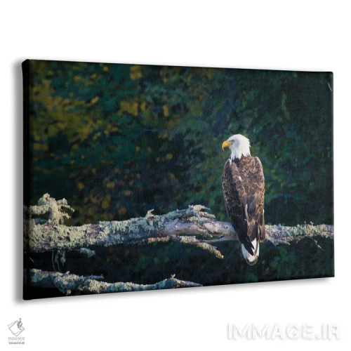 تابلو لذت بردن از منظره هنگام عکس گرفتن اثر برایان بیلکه - نمای پرسپکتیو محصول