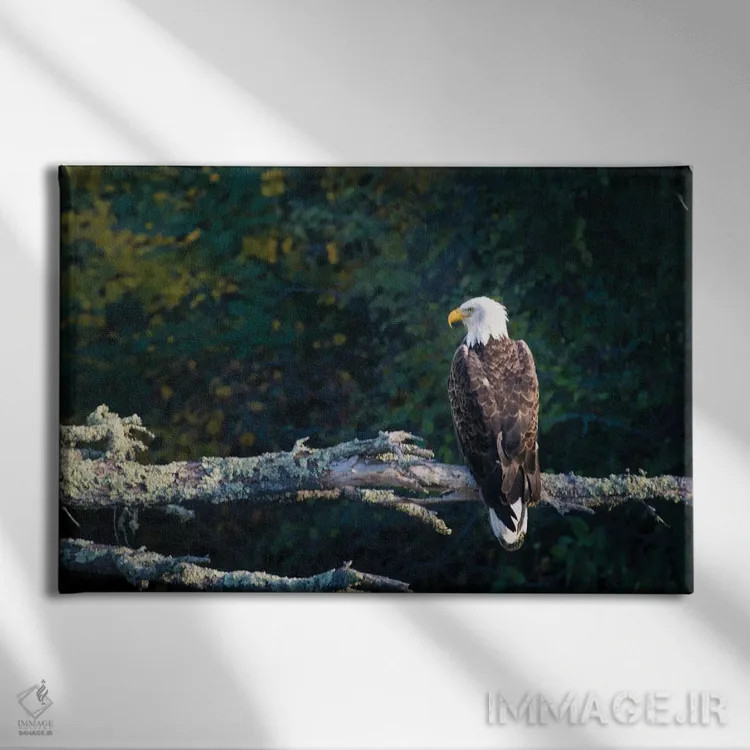 تابلو لذت بردن از منظره هنگام عکس گرفتن اثر برایان بیلکه - نمای روبهرو روی دیوار