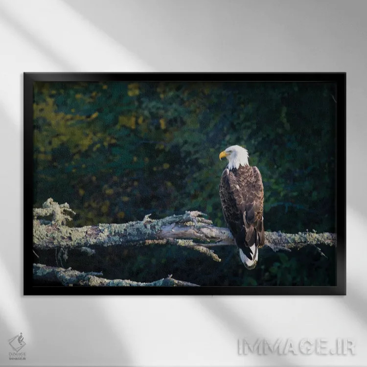 تابلو لذت بردن از منظره هنگام عکس گرفتن اثر برایان بیلکه - نمای قابدار مشکی