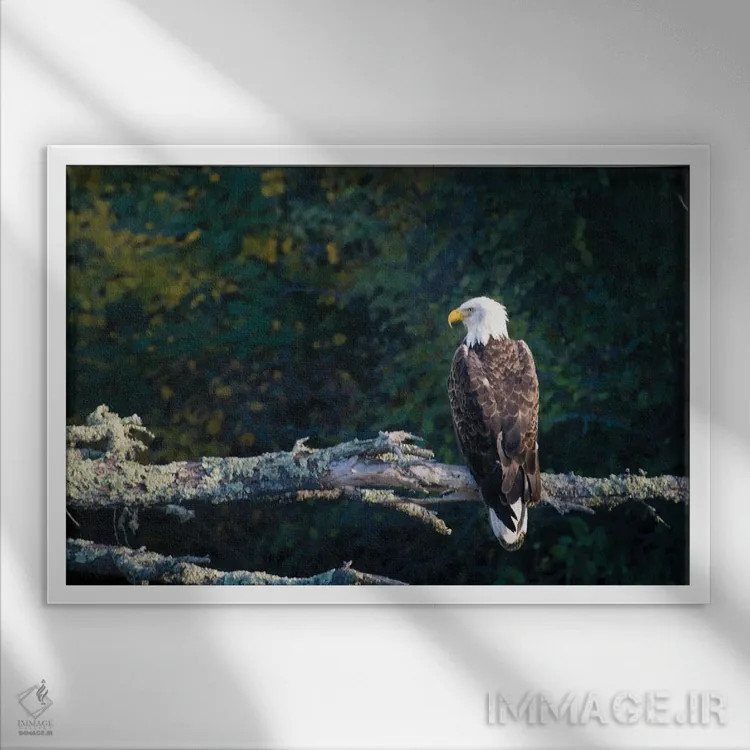 تابلو لذت بردن از منظره هنگام عکس گرفتن اثر برایان بیلکه - نمای قابدار سفید