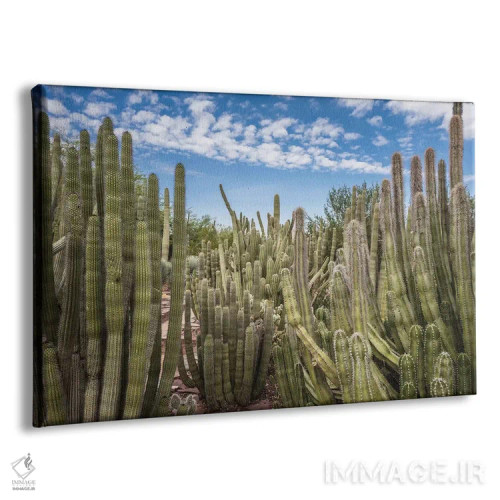 تابلو باغ کاکتوس اثر عکاسی بیل کارسون - نمای پرسپکتیو محصول