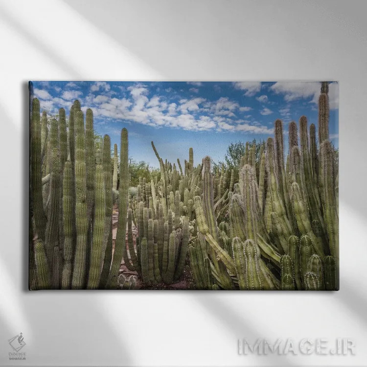 تابلو باغ کاکتوس اثر عکاسی بیل کارسون - نمای روبهرو روی دیوار