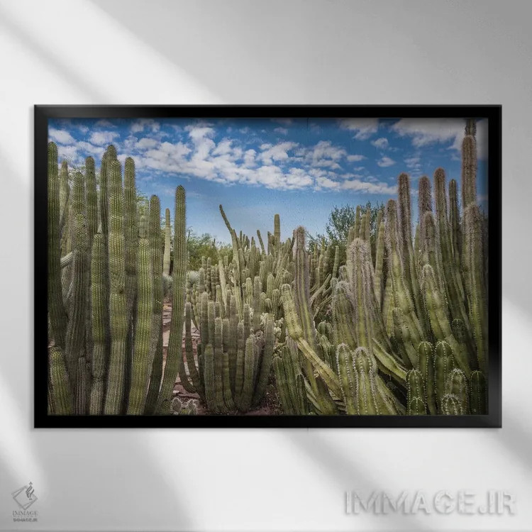 تابلو باغ کاکتوس اثر عکاسی بیل کارسون - نمای قابدار مشکی
