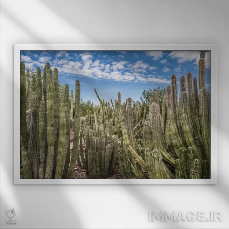 تابلو باغ کاکتوس اثر عکاسی بیل کارسون - نمای قابدار سفید