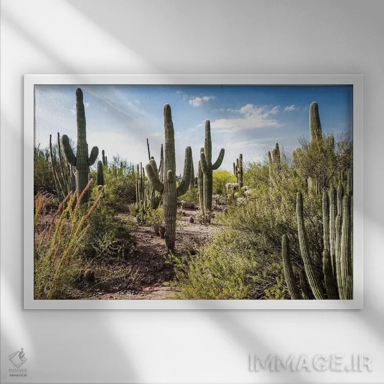 تابلو به سوی بیابان اثر عکاسی بیل کارسون - نمای قابدار سفید