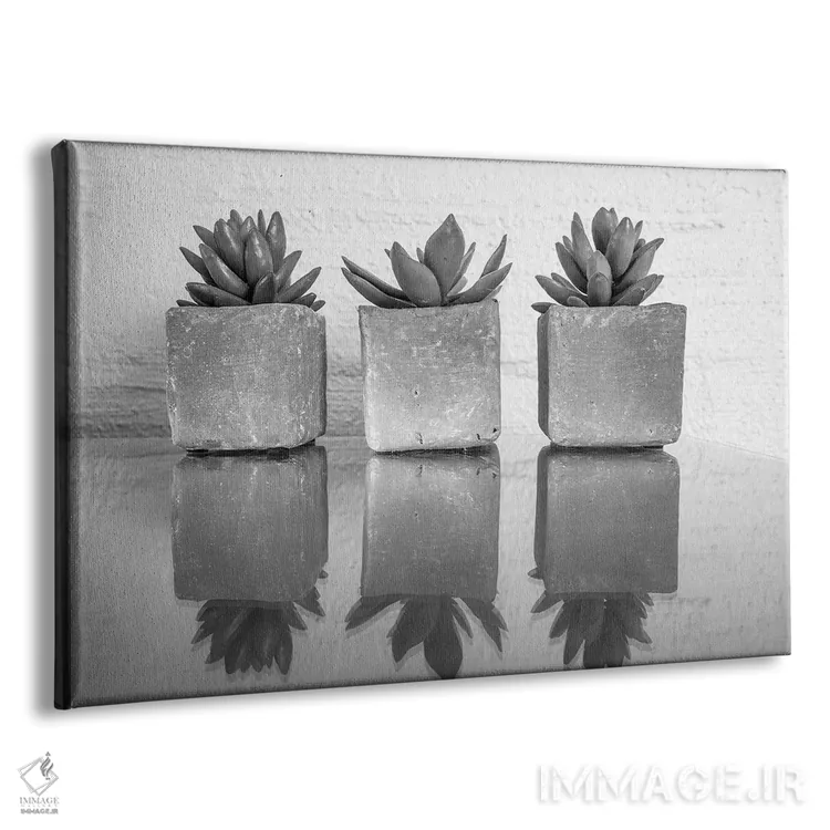 تابلو ساکولنت گلدانی (گیاه گوشتی) اثر عکاسی بیل کارسون - نمای پرسپکتیو محصول