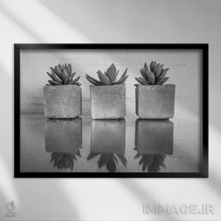 تابلو ساکولنت گلدانی (گیاه گوشتی) اثر عکاسی بیل کارسون - نمای قابدار مشکی