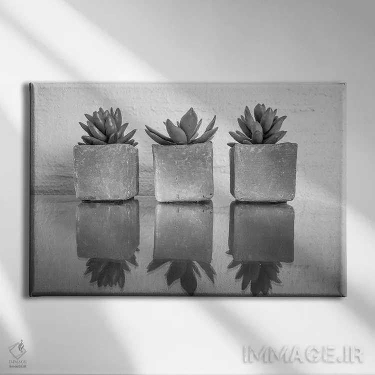 تابلو ساکولنت گلدانی (گیاه گوشتی) اثر عکاسی بیل کارسون - نمای روبهرو روی دیوار