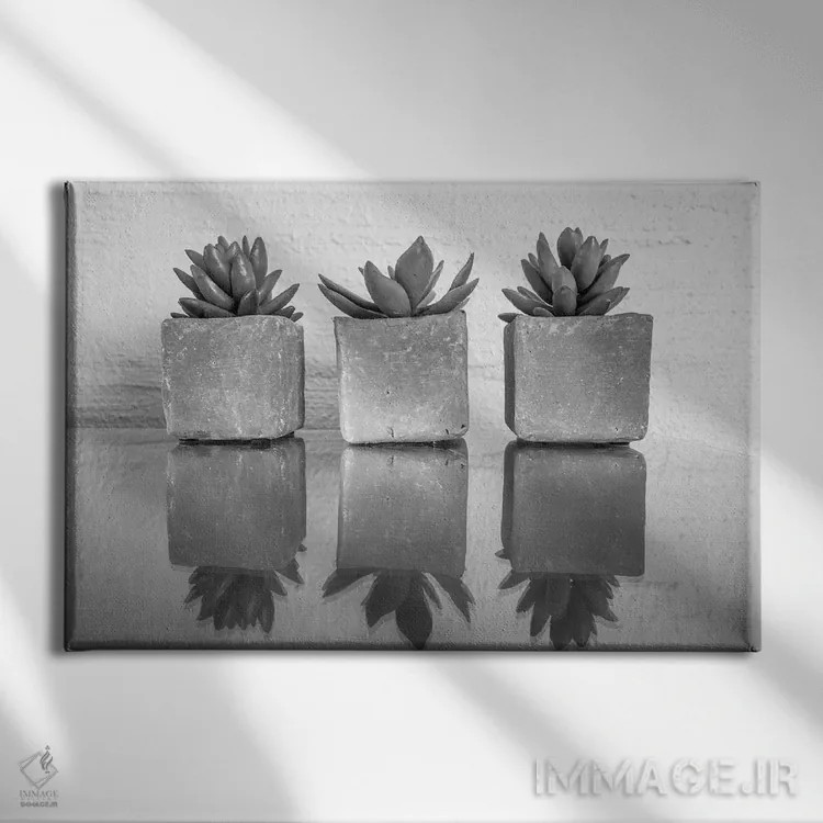 تابلو ساکولنت گلدانی (گیاه گوشتی) اثر عکاسی بیل کارسون - نمای روبهرو روی دیوار