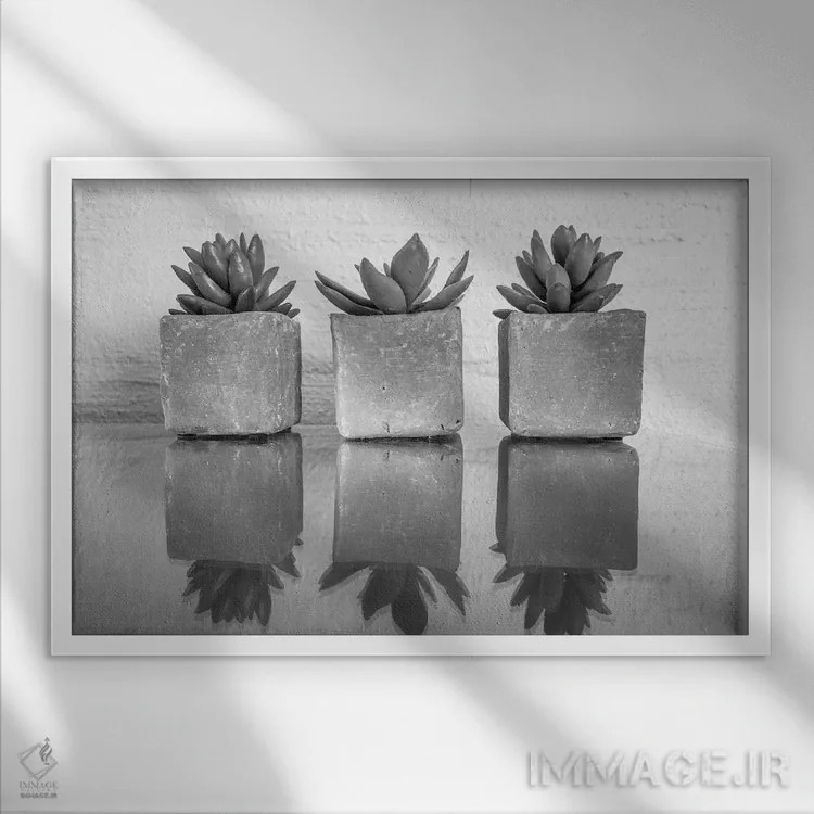 تابلو ساکولنت گلدانی (گیاه گوشتی) اثر عکاسی بیل کارسون - نمای قابدار سفید