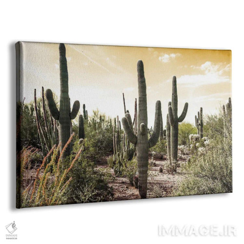 تابلو مزرعه کاکتوس زیر آسمان طلایی اثر عکاسی بیل کارسون - نمای پرسپکتیو محصول