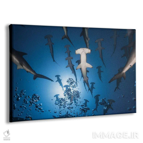 تابلو کوسه چکشی اثر باراتیو گابریل - نمای پرسپکتیو محصول