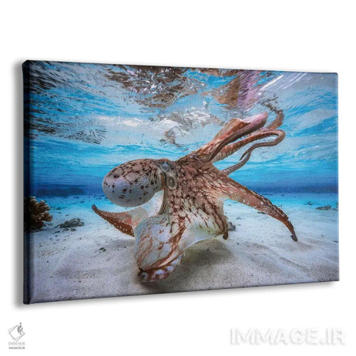 تابلو اختاپوس رقصان اثر باراتیو گابریل - نمای پرسپکتیو محصول