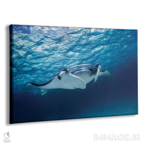 تابلو مانتا ری (نوعی سفرهماهی) اثر باراتیو گابریل - نمای پرسپکتیو محصول