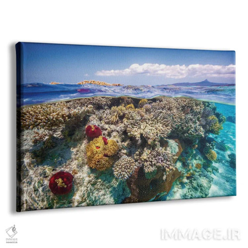 تابلو مایوت: صخره مرجانی (فرانسه) اثر باراتیو گابریل - نمای پرسپکتیو محصول