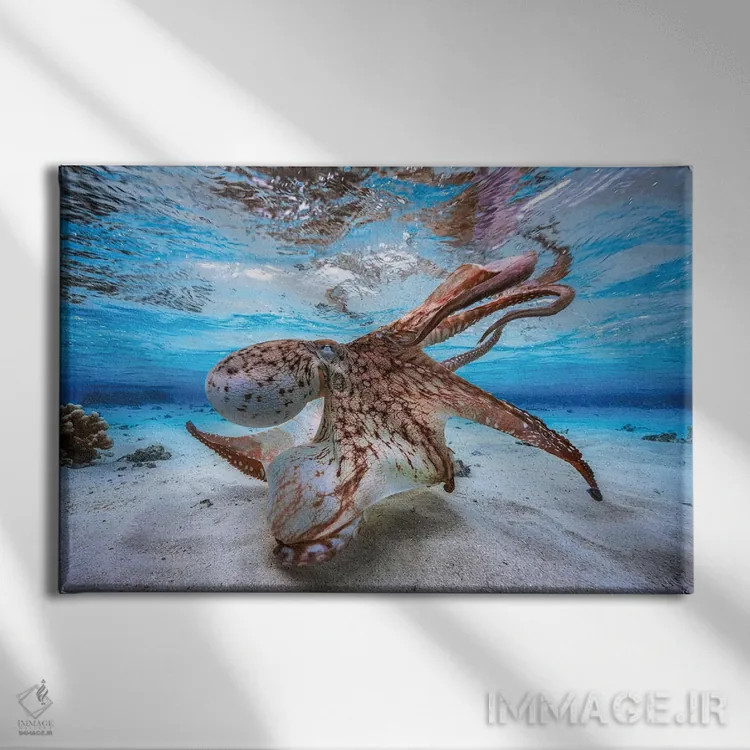 تابلو اختاپوس رقصان اثر باراتیو گابریل - نمای روبهرو روی دیوار