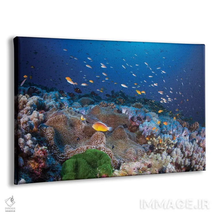 تابلو شقایق دریایی و آنتیاس (ماهی مرجانی) اثر باراتیو گابریل - نمای پرسپکتیو محصول