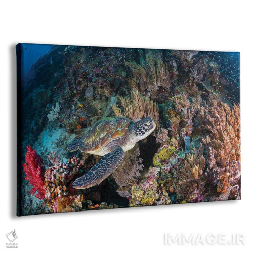 تابلو باغ مرجانی و لاکپشت سبز اثر باراتیو گابریل - نمای پرسپکتیو محصول