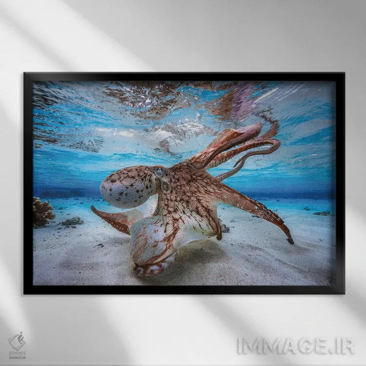 تابلو اختاپوس رقصان اثر باراتیو گابریل - نمای قابدار مشکی